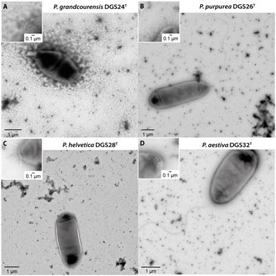 Expanding the Pseudomonas diversity of the wheat rhizosphere: four novel species antagonizing fungal phytopathogens and with plant-beneficial properties